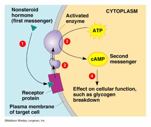 General mechanism of action of steroid hormones